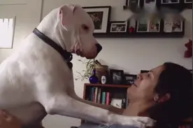 在美女主人怀里撒娇的大狗狗，非得缠着主人要亲亲！视频封面