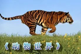 抖音小视频非常火的《动物世界》轻音乐 终于找到完整版本了