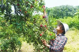 东山杨梅本周六大量上市啦图片