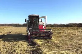 沃得锐龙收割机尊享版倒伏作物收割视频