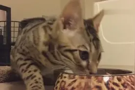 猫咪第一次吃鸡肉，好吃得直哼哼根本停不下来