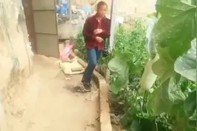 农村大姐包大棚种植辣梅子，一年收入10几万，是真的吗？视频封面