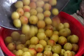 广东青梅之乡的腌制青梅原来是这样制作的，看完流口水了！