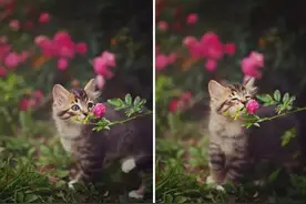 每个禽兽的心中都长开着一朵花图片