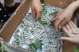 石家庄大妈花5块钱买蚕蛹，一年时间繁殖了一箱子，街头售卖视频封面