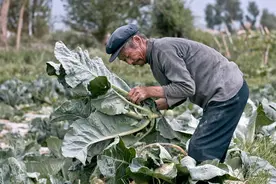 “滞销大爷”原图摄影师：照片拍摄于7年前 老人家中没有滞销水果图片