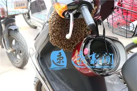 电动车被蜂群“霸占”，宿迁消防“擒蜂先擒王”图片