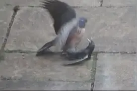 实拍老鹰捕猎，大鸟被按在地上无法动弹，太无解了！