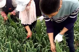 商河打蒜薹，300一天，找不到人干活，晓波一家老小齐上阵视频封面