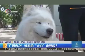 谁家的萨摩耶走丢了 速来虹山所认领！视频封面