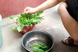 农村小伙脚上起了红疙瘩，他用蒲公英煮水涂抹脚，效果怎么样？视频封面