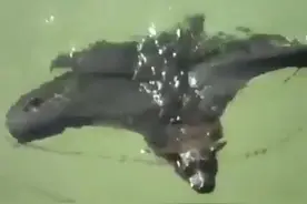 活久见！蝙蝠游泳，好像是科幻片啊