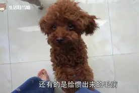 泰迪犬为什么喜欢要人“抱”，99%养狗的人都误会了，原因不简单视频封面