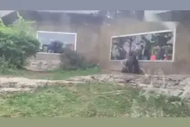 实拍！两只银背大猩猩打架，场面激烈，看着太过瘾了！视频封面