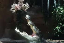 一条6米长的咸水鳄鱼从水中跃起吃鸡，这音乐配的绝了！视频封面