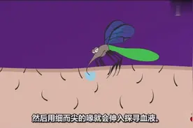 蚊子是怎样叮咬人类的？这次我终于明白了，难怪每次被咬都好疼