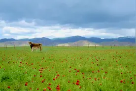 将近六月飘雪，雪后那拉提，视频封面