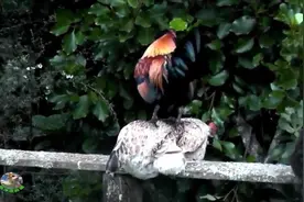 为什么公鸡总是喜欢站在母鸡身上？