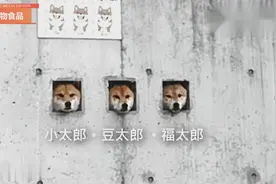 日本有三只柴犬意外走红，一位小哥还特意飞到日本记录下探访过程视频封面