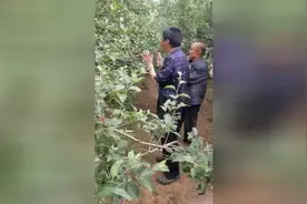 讲解苹果花脸病与花叶病的防治的小视频