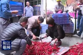 阳西：节后辣椒滞销 椒农盼有好价钱图片