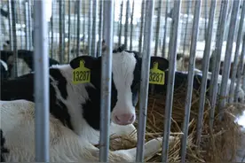 高标准牧场塑造高品质奶源图片