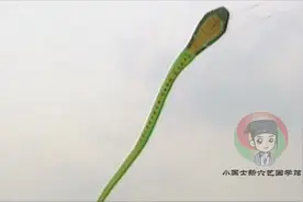 世界上最大的风筝，曾获吉尼斯世界纪录，名字：眼睛王蛇！视频封面