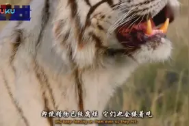 老虎一家亲 白虎妈妈水中找藏食喂养小虎