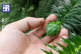 能驱除身体内的寒热毒气，风湿性关节炎有好效果的“杉树”
