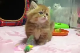 长毛猫宝宝漂亮是漂亮，但打理毛发，是件棘手的事啊