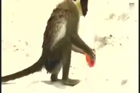 猴子偷喝酒，喝醉之后开始发酒疯，笑死我了