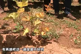 葡萄不长个叶片发黄，这是得了什么病？根腐病的危害你可要重视了