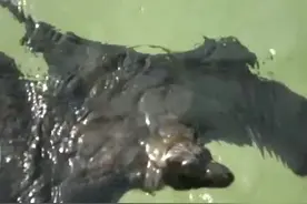 夏天到了，蝙蝠也出来游泳啦