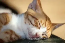 你知道为什么猫咪要抱着脚睡觉吗？这样睡觉可以暖和吗？