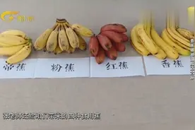 一直困扰很多人的问题，香蕉和芭蕉究竟有什么区别呢？
