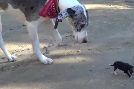 为什么大狗不会去欺负小狗，还任凭小狗瞎折腾？视频封面