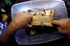 一般的甲虫都喜欢躲在隐蔽枞木中，所以培养它们的时候环境很重要