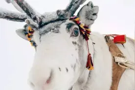 冬天眼睛变蓝的驯鹿——记住这些科学趣闻 让你的孩子崇拜你 23图片