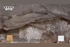 四川农村特殊的方法养殖中华大蟾蜍，完整的蟾衣能卖16000元1公斤视频封面