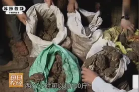 四川农民在山里养殖，养殖的中华大蟾蜍，一只能卖200元致富视频封面