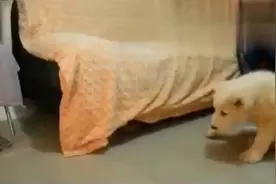 猞猁和主人碰头玩耍，狗狗实在看不下去了视频封面