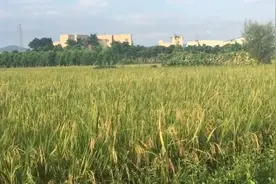 广东农村稻谷一年可以收割两次，7月份一次，11月份一次