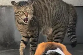 狗狗被一只猫咪吓得不轻：它浓眉大眼就算了，还有4只眼睛！视频封面