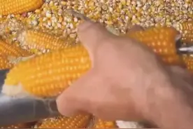 电钻吃玉米见过，电钻啃玉米见过么图片