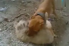 比特犬咬死无辜流浪狗，主人却在一旁拿手机录像偷乐图片