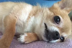 狗狗对主人撒娇，半躺着跟主人玩闹，快带本宝宝出去玩啊图片