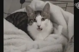 喵星人宝宝卖萌视频大集锦猫咪搞笑视频图片