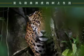 亚马逊美洲虎的树上生活图片