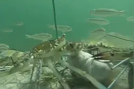 水下实拍蟹笼捕螃蟹全过程，水底千奇百态，真是大开眼界！图片