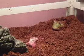 实拍牛蛙捕食小乳鼠，一口吞嘎嘣脆！图片